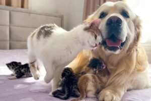 【悶絶】「うちの子たちをお願いね」…♡ ゴールデンレトリバーに赤ちゃんを託すママ猫。種族を超えた“育児サポート”に心が洗われる! - 肉球ドットコム(299.com)