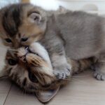 【悶絶】「にゃ、にゃんだこれ!?」母猫の顔面を甘噛みしちゃう子猫ちゃん。あまりの可愛さにママもお手上げ!? - 肉球ドットコム(299.com)