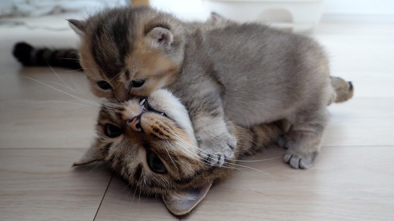 【悶絶】「にゃ、にゃんだこれ!?」母猫の顔面を甘噛みしちゃう子猫ちゃん。あまりの可愛さにママもお手上げ!? - 肉球ドットコム(299.com)