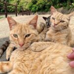 【悶絶】「ここは通さないニャ!」たくさんの猫さまが可愛すぎる“通行止め”を作っちゃった!?癒やしのバリケードに動けなくなる人続出♡ - 肉球ドットコム(299.com)