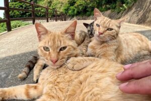 【悶絶】「ここは通さないニャ!」たくさんの猫さまが可愛すぎる“通行止め”を作っちゃった!?癒やしのバリケードに動けなくなる人続出♡ - 肉球ドットコム(299.com)