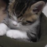 【悶絶】「ここはボクの特等席だニャ!」お母さんの肩で寛ぎまくる子猫。あまりの可愛さに家族みんながメロメロ♡ - 肉球ドットコム(299.com)