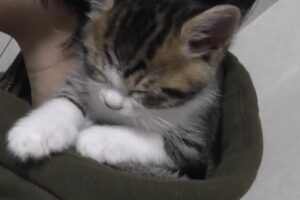 【悶絶】「ここはボクの特等席だニャ!」お母さんの肩で寛ぎまくる子猫。あまりの可愛さに家族みんながメロメロ♡ - 肉球ドットコム(299.com)