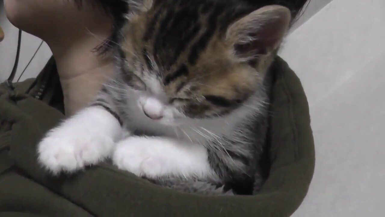 【悶絶】「ここはボクの特等席だニャ!」お母さんの肩で寛ぎまくる子猫。あまりの可愛さに家族みんながメロメロ♡ - 肉球ドットコム(299.com)