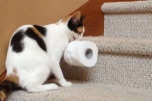 【驚愕】「よいしょ、よいしょ……」トイレットペーパーを2階へ運ぶお手伝い(?)をする猫さまの健気な姿に感嘆! - 肉球ドットコム(299.com)