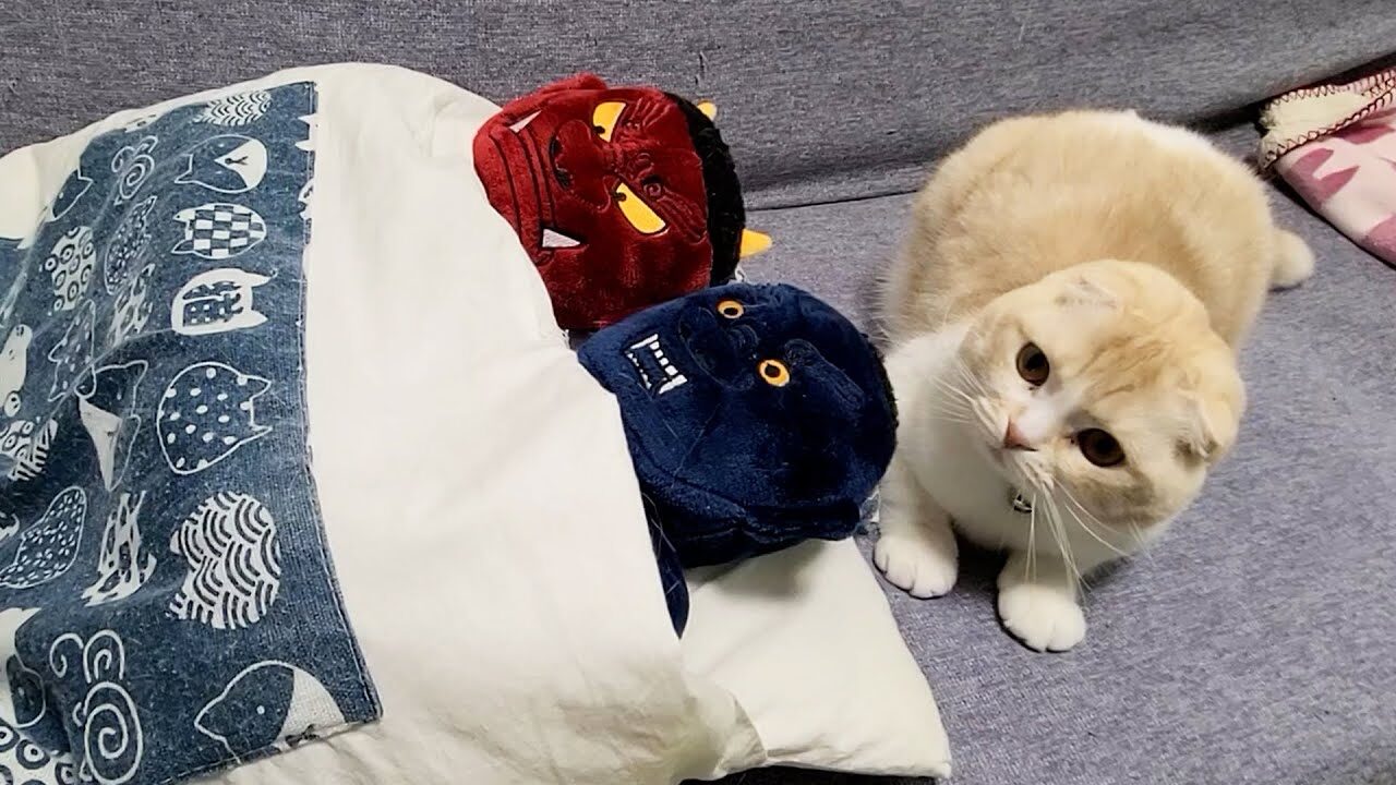 【悶絶】「あ、先客が……」お布団に入ろうとした猫さまが遭遇した“衝撃の事態”とは!?戸惑う姿が可愛すぎてキュン死確定♡ - 肉球ドットコム(299.com)