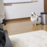 【悶絶】「早くお外に連れてってニャ!」散歩に行きたくて大騒ぎ。駄々をこねる姿が可愛すぎて悶絶必至♡ - 肉球ドットコム(299.com)