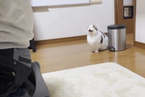 【悶絶】「早くお外に連れてってニャ!」散歩に行きたくて大騒ぎ。駄々をこねる姿が可愛すぎて悶絶必至♡ - 肉球ドットコム(299.com)