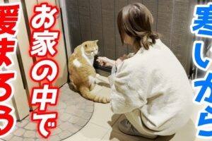 【悶絶】「早く入れてニャ!」寒空の下、玄関前で待ち構える庭子猫。お家に入った瞬間の“至福の表情”に心温まる♡ - 肉球ドットコム(299.com)