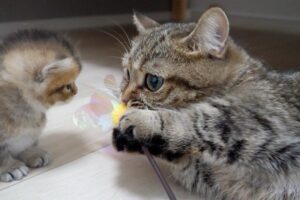 【悶絶】「こうやって遊ぶんだニャ!」ママからおもちゃの遊び方を教わる子猫ちゃん。一生懸命な“修行”の姿にキュンが止まらない♡ - 肉球ドットコム(299.com)