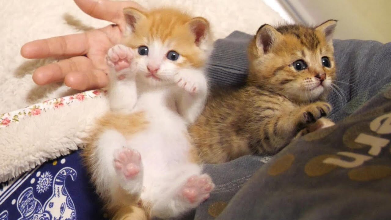 【悶絶】「ボクが温めてあげるニャ!」ふたりぼっちの保護子猫。寄り添い合って夢の中へ……尊すぎる寝姿に涙が止まらない - 肉球ドットコム(299.com)