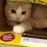 【悶絶】「ボク、ここがお気に入りニャ!」ビール箱にすっぽり収まっちゃった猫さま。狭いところが大好きな愛くるしい姿に癒やされる♡ - 肉球ドットコム(299.com)