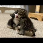 【悶絶】「ボクが勝つニャ!」赤ちゃん猫同士の可愛すぎるケンカが勃発!?一生懸命なじゃれ合いに癒やしが止まらない♡ - 肉球ドットコム(299.com)