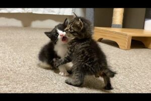 【悶絶】「ボクが勝つニャ!」赤ちゃん猫同士の可愛すぎるケンカが勃発!?一生懸命なじゃれ合いに癒やしが止まらない♡ - 肉球ドットコム(299.com)