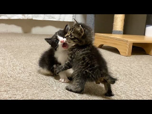【悶絶】「ボクが勝つニャ!」赤ちゃん猫同士の可愛すぎるケンカが勃発!?一生懸命なじゃれ合いに癒やしが止まらない♡ - 肉球ドットコム(299.com)