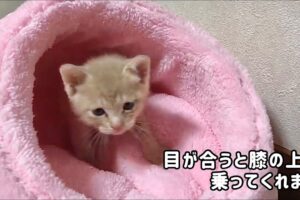 【悶絶】「ボクのこと見てニャ!」目が合うとすぐにお膝へ。甘えん坊全開な子猫さまの“膝乗り攻撃”が可愛すぎて動けない♡ - 肉球ドットコム(299.com)