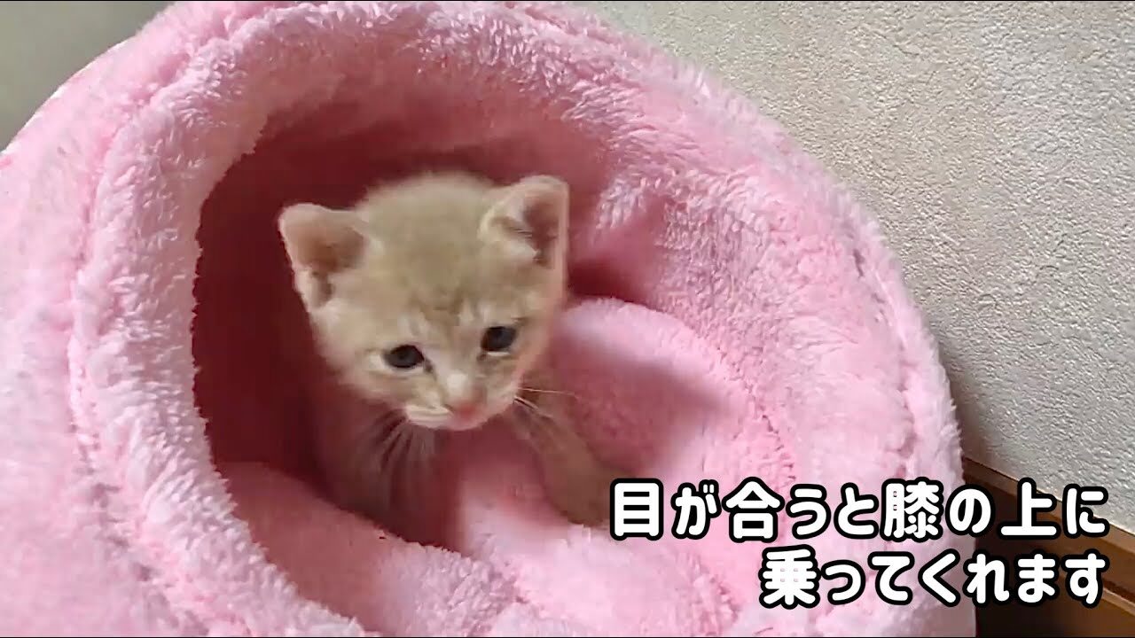 【悶絶】「ボクのこと見てニャ!」目が合うとすぐにお膝へ。甘えん坊全開な子猫さまの“膝乗り攻撃”が可愛すぎて動けない♡ - 肉球ドットコム(299.com)