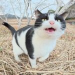 【悶絶】「ねえ、遊んでニャ!」ダムのほとりで出会ったハチワレ猫さま。可愛い鳴き声と全力の甘えん坊攻撃にメロメロが止まらない♡ - 肉球ドットコム(299.com)