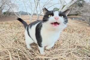 【悶絶】「ねえ、遊んでニャ!」ダムのほとりで出会ったハチワレ猫さま。可愛い鳴き声と全力の甘えん坊攻撃にメロメロが止まらない♡ - 肉球ドットコム(299.com)