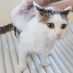 【悶絶】「お水、怖くないニャ!」初めてのシャンプーに挑む子猫のミリちゃん。驚きの落ち着きっぷりと、ふわふわ復活の可愛さにキュン死確定♡ - 肉球ドットコム(299.com)
