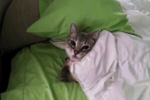 【悶絶】「ボク、もう寝るニャ……」自分でお布団を掛けておやすみなさい。賢すぎる猫さまの“自分でお片付け”ならぬ“自分で寝支度”に癒やされる♡ - 肉球ドットコム(299.com)