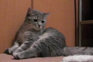 【悶絶】「誰か、遊んでニャ……」壁にもたれて座り込む“おじさん猫”!?哀愁漂うポーズからのギャップ萌えに癒やされる♡ - 肉球ドットコム(299.com)