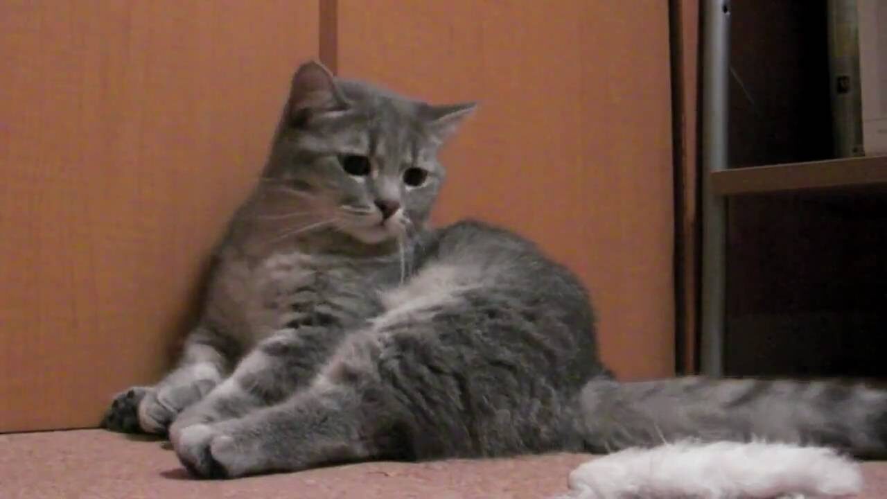 【悶絶】「誰か、遊んでニャ……」壁にもたれて座り込む“おじさん猫”!?哀愁漂うポーズからのギャップ萌えに癒やされる♡ - 肉球ドットコム(299.com)