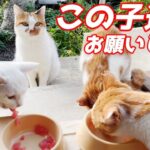 【感涙】「私は後でいいニャ」初めてのマグロを子猫たちに譲る母猫。深い愛情と優しさに心が洗われる…♡ - 肉球ドットコム(299.com)