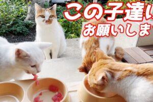 【感涙】「私は後でいいニャ」初めてのマグロを子猫たちに譲る母猫。深い愛情と優しさに心が洗われる…♡ - 肉球ドットコム(299.com)