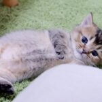 【悶絶】「ここがボクの特等席ニャ!」カゴを自分色に染めちゃう子猫のキキちゃん。わんぱくな“カゴ遊び”に癒やしが止まらない♡ - 肉球ドットコム(299.com)