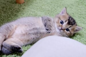 【悶絶】「ここがボクの特等席ニャ!」カゴを自分色に染めちゃう子猫のキキちゃん。わんぱくな“カゴ遊び”に癒やしが止まらない♡ - 肉球ドットコム(299.com)