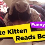 【悶絶】「ボクも読書するニャ!」読書中のママの頭に登っちゃった子猫さま。ウトウトしちゃう愛くるしさにキュンが止まらない♡ - 肉球ドットコム(299.com)