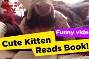 【悶絶】「ボクも読書するニャ!」読書中のママの頭に登っちゃった子猫さま。ウトウトしちゃう愛くるしさにキュンが止まらない♡ - 肉球ドットコム(299.com)