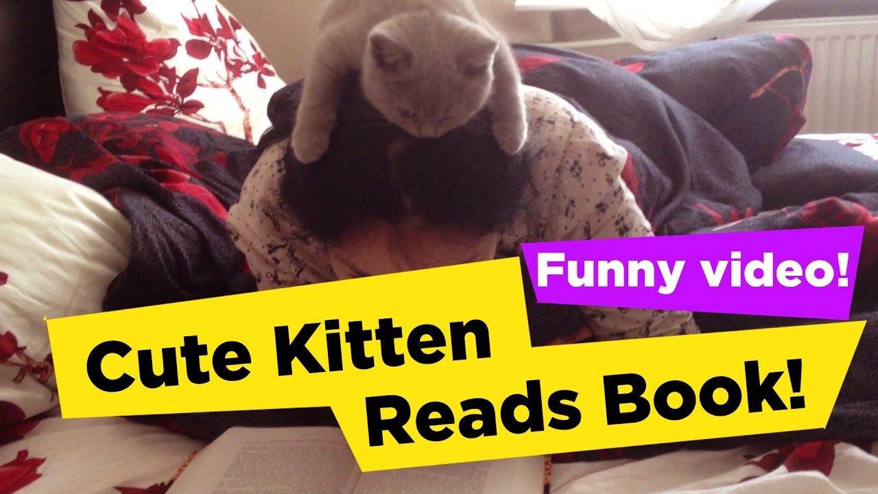 【悶絶】「ボクも読書するニャ!」読書中のママの頭に登っちゃった子猫さま。ウトウトしちゃう愛くるしさにキュンが止まらない♡ - 肉球ドットコム(299.com)