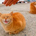 【悶絶】「ボクたちも混ぜてニャ!」防波堤で待機する猫さまたち。釣り人の後ろから一斉に駆け寄る姿に癒やしが止まらない♡ - 肉球ドットコム(299.com)