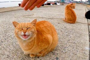 【悶絶】「ボクたちも混ぜてニャ!」防波堤で待機する猫さまたち。釣り人の後ろから一斉に駆け寄る姿に癒やしが止まらない♡ - 肉球ドットコム(299.com)