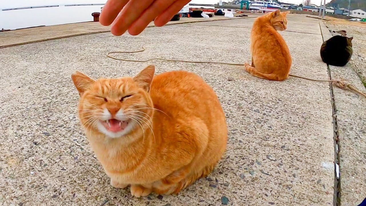 【悶絶】「ボクたちも混ぜてニャ!」防波堤で待機する猫さまたち。釣り人の後ろから一斉に駆け寄る姿に癒やしが止まらない♡ - 肉球ドットコム(299.com)