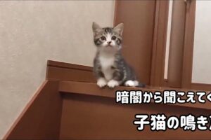 【悶絶】「どこにいるのニャ?」暗闇から響く子猫の鳴き声。一生懸命に飼い主さんを探す姿が愛おしすぎて癒やしが止まらない♡ - 肉球ドットコム(299.com)