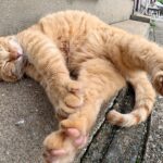 【悶絶】「ボク、もう起きられないニャ…」ナデナデされても爆睡を続ける茶トラ猫さま。無防備すぎる寝姿と肉球の可愛さに癒やされまくり♡ - 肉球ドットコム(299.com)