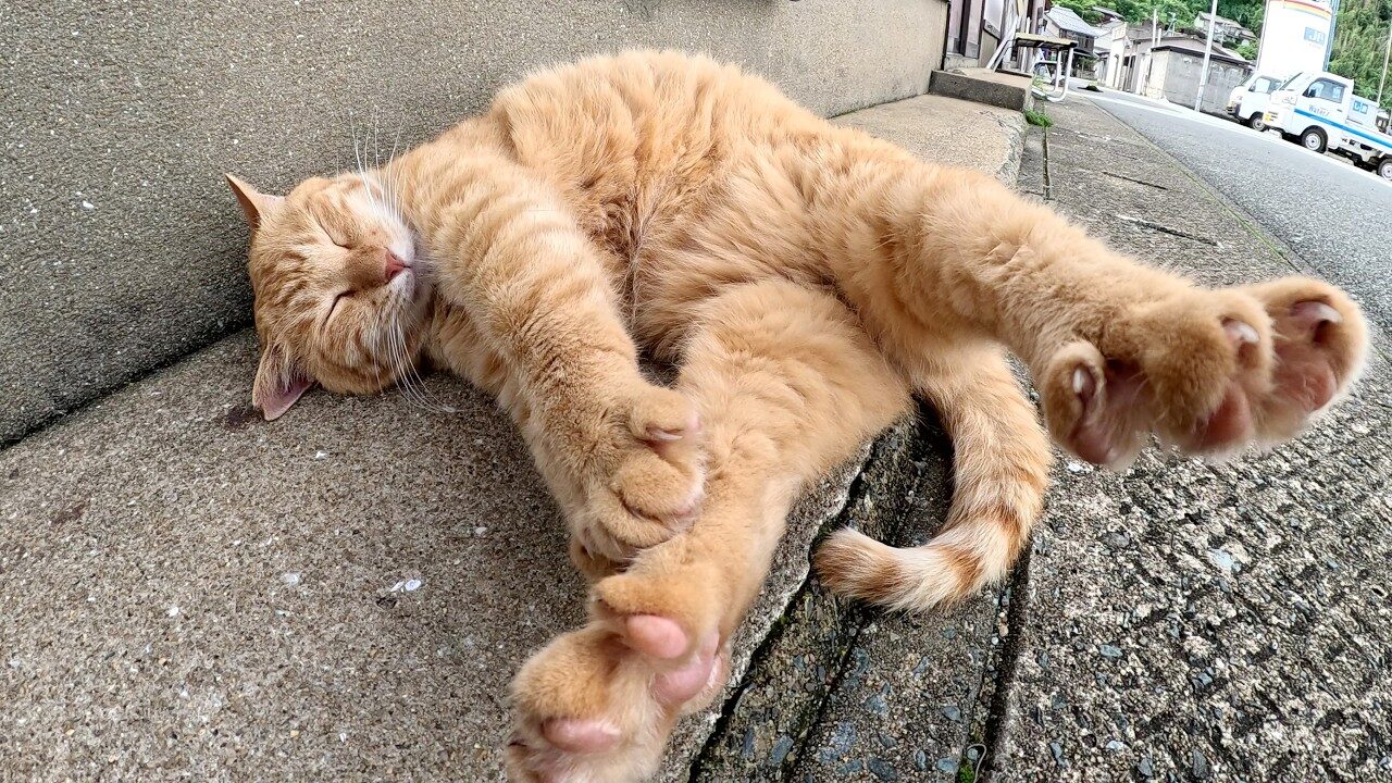 【悶絶】「ボク、もう起きられないニャ…」ナデナデされても爆睡を続ける茶トラ猫さま。無防備すぎる寝姿と肉球の可愛さに癒やされまくり♡ - 肉球ドットコム(299.com)