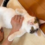 【悶絶】「ボクを好きにしてニャ!」心を許しすぎた猫さま。されるがままにゴロンする無防備すぎる姿に癒やしが止まらない♡ - 肉球ドットコム(299.com)