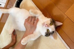 【悶絶】「ボクを好きにしてニャ!」心を許しすぎた猫さま。されるがままにゴロンする無防備すぎる姿に癒やしが止まらない♡ - 肉球ドットコム(299.com)