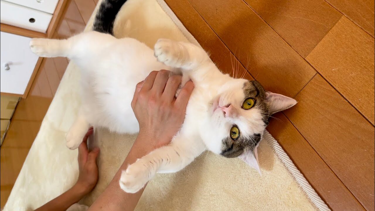 【悶絶】「ボクを好きにしてニャ!」心を許しすぎた猫さま。されるがままにゴロンする無防備すぎる姿に癒やしが止まらない♡ - 肉球ドットコム(299.com)