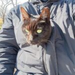 【悶絶】「寒いから入れてニャ!」飼い主さんの服に潜り込んで“カンガルー”になっちゃった黒猫さま。究極の密着ぶりに癒やしが止まらない♡ - 肉球ドットコム(299.com)