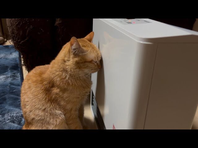 【悶絶】「あ、あったかいニャ〜…」ファンヒーターに密着しすぎて“おでこ”がくっついちゃった保護猫のポテトくん。究極のぬくぬく姿に癒やしが止まらない♡ - 肉球ドットコム(299.com)