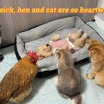 【感涙】病気のゴールデンレトリバーの赤ちゃんを、鶏と猫たちが一丸となって看病!?種を超えた深い絆と優しさに癒やされる♡ - 肉球ドットコム(299.com)