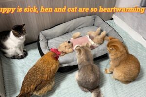【感涙】病気のゴールデンレトリバーの赤ちゃんを、鶏と猫たちが一丸となって看病!?種を超えた深い絆と優しさに癒やされる♡ - 肉球ドットコム(299.com)