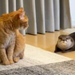 【悶絶】「ねえ、聞いてる?」ヒソヒソ話をするカワウソと猫さま。内緒話をしているような、愛くるしすぎる仕草に癒やしが止まらない♡ - 肉球ドットコム(299.com)