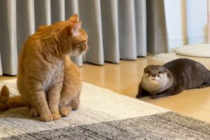 【悶絶】「ねえ、聞いてる?」ヒソヒソ話をするカワウソと猫さま。内緒話をしているような、愛くるしすぎる仕草に癒やしが止まらない♡ - 肉球ドットコム(299.com)