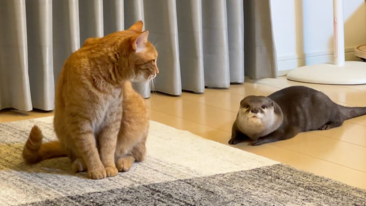 【悶絶】「ねえ、聞いてる?」ヒソヒソ話をするカワウソと猫さま。内緒話をしているような、愛くるしすぎる仕草に癒やしが止まらない♡ - 肉球ドットコム(299.com)
